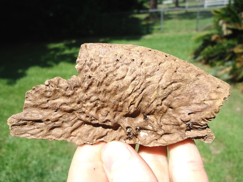 Large image 4 Section of Alligator Maxilla with One Original Tooth