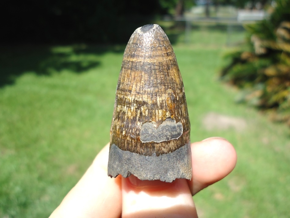 Large image 1 Extra Large 1.83' Alligator Tooth