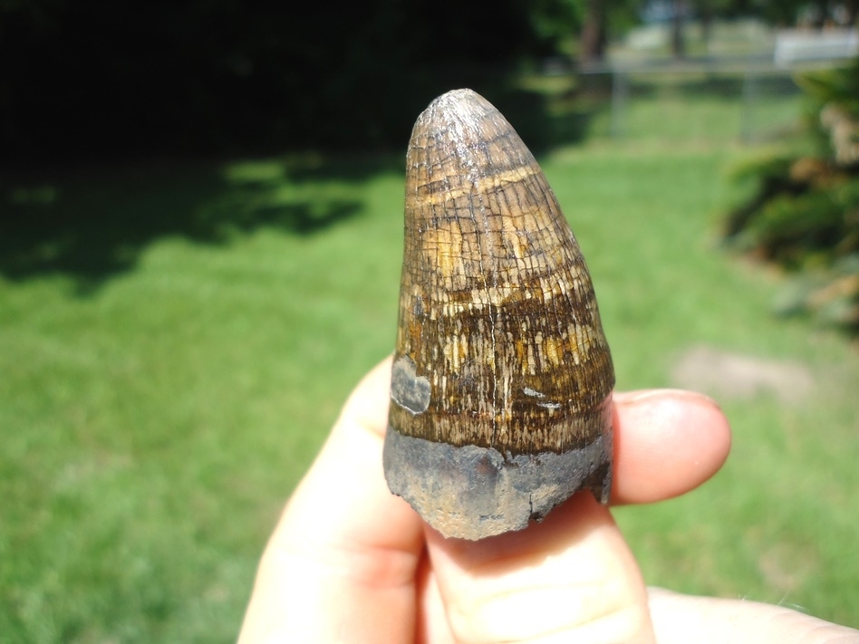 Large image 3 Extra Large 1.83' Alligator Tooth