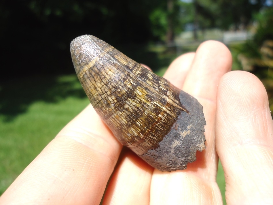 Large image 4 Extra Large 1.83' Alligator Tooth