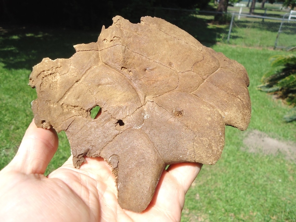 Large image 1 Common Snapping Turtle Shell with Alligator Bite Marks