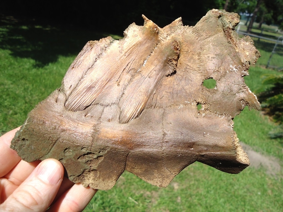 Large image 2 Common Snapping Turtle Shell with Alligator Bite Marks