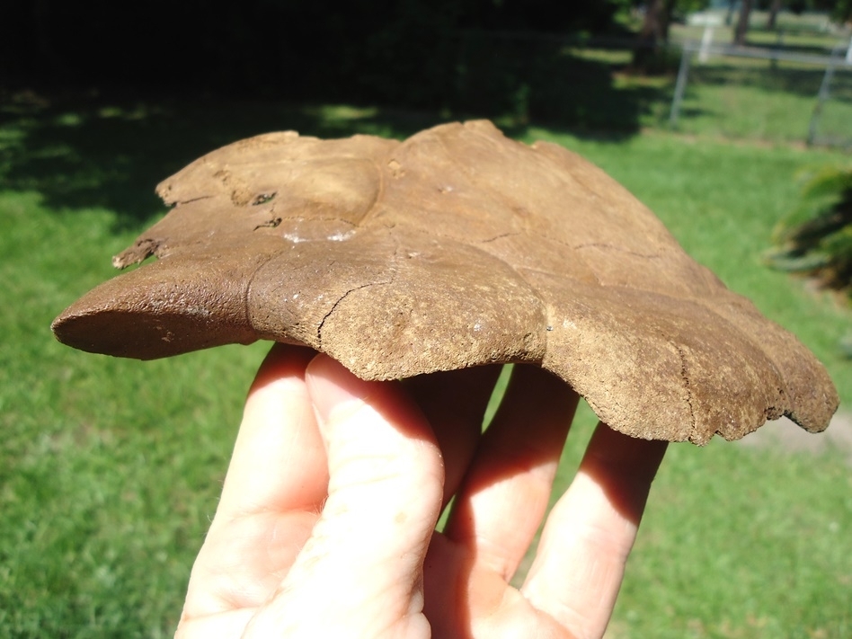 Large image 3 Common Snapping Turtle Shell with Alligator Bite Marks