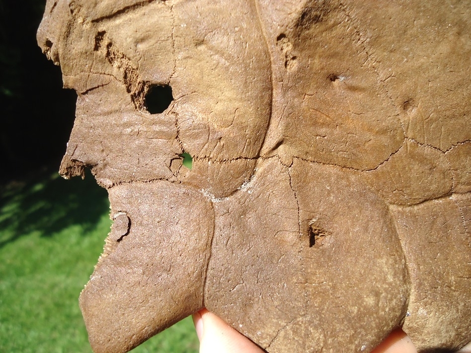 Large image 4 Common Snapping Turtle Shell with Alligator Bite Marks