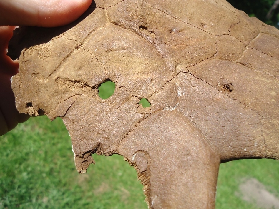 Large image 5 Common Snapping Turtle Shell with Alligator Bite Marks