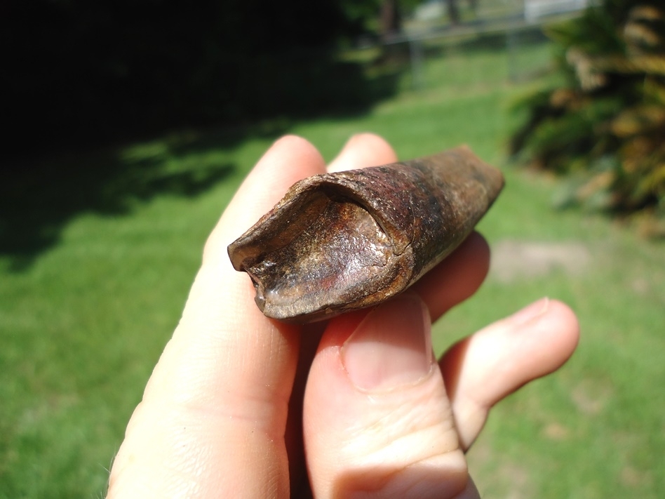 Large image 3 Top Quality Megalonyx Sloth Molar