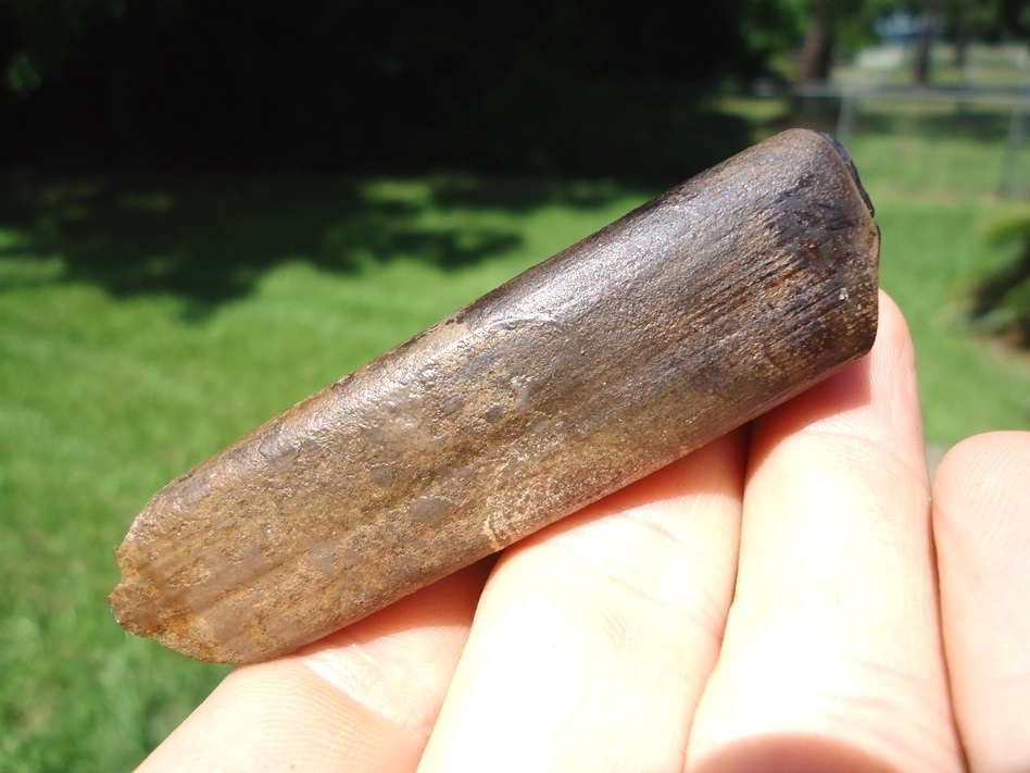 Large image 4 Top Quality Megalonyx Sloth Molar