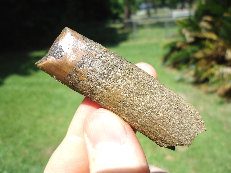 Large image 1 Excellent Megalonyx Sloth Molar