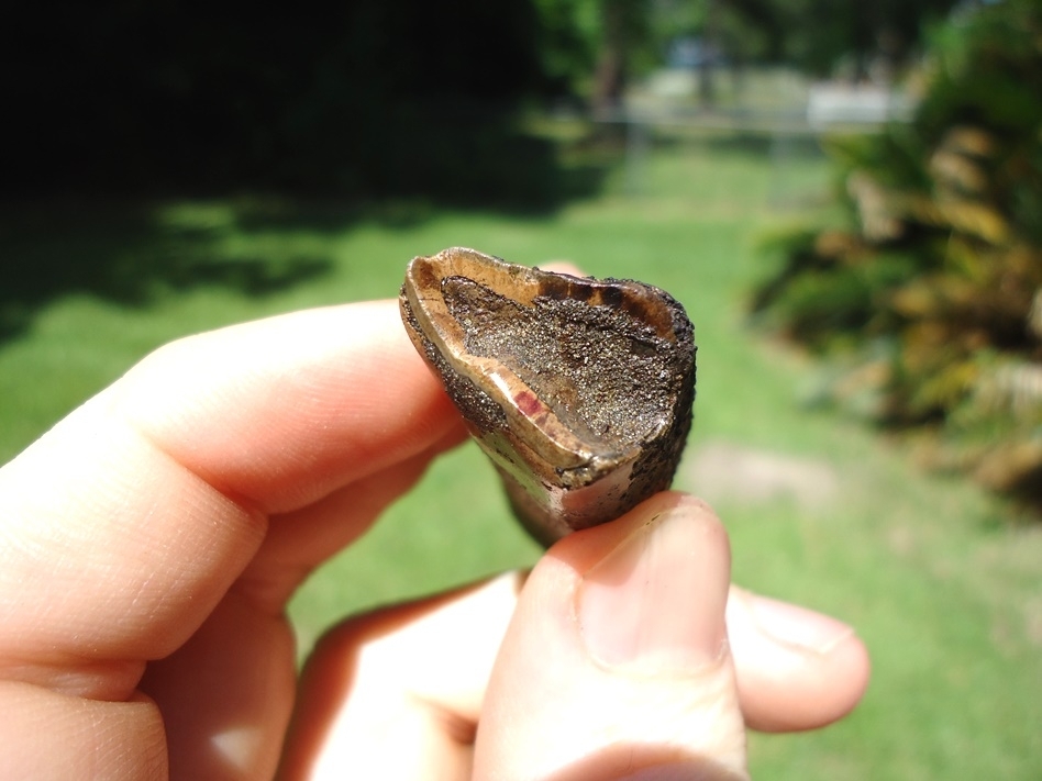 Large image 2 Excellent Megalonyx Sloth Molar