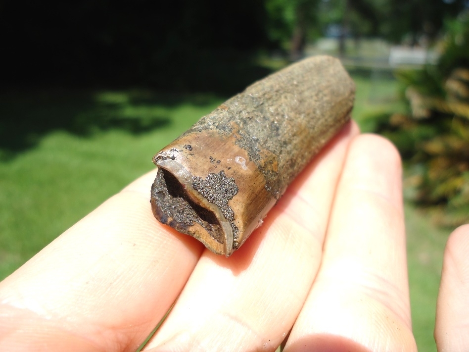 Large image 3 Excellent Megalonyx Sloth Molar