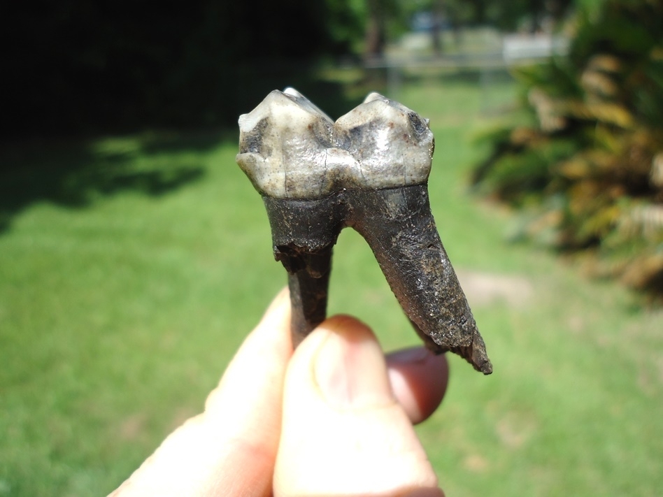 Large image 1 Nice Rooted Tapir Molar