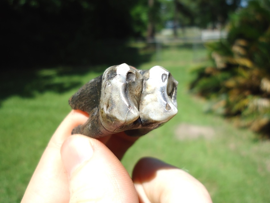 Large image 3 Nice Rooted Tapir Molar