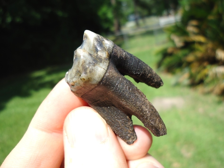 Large image 4 Nice Rooted Tapir Molar