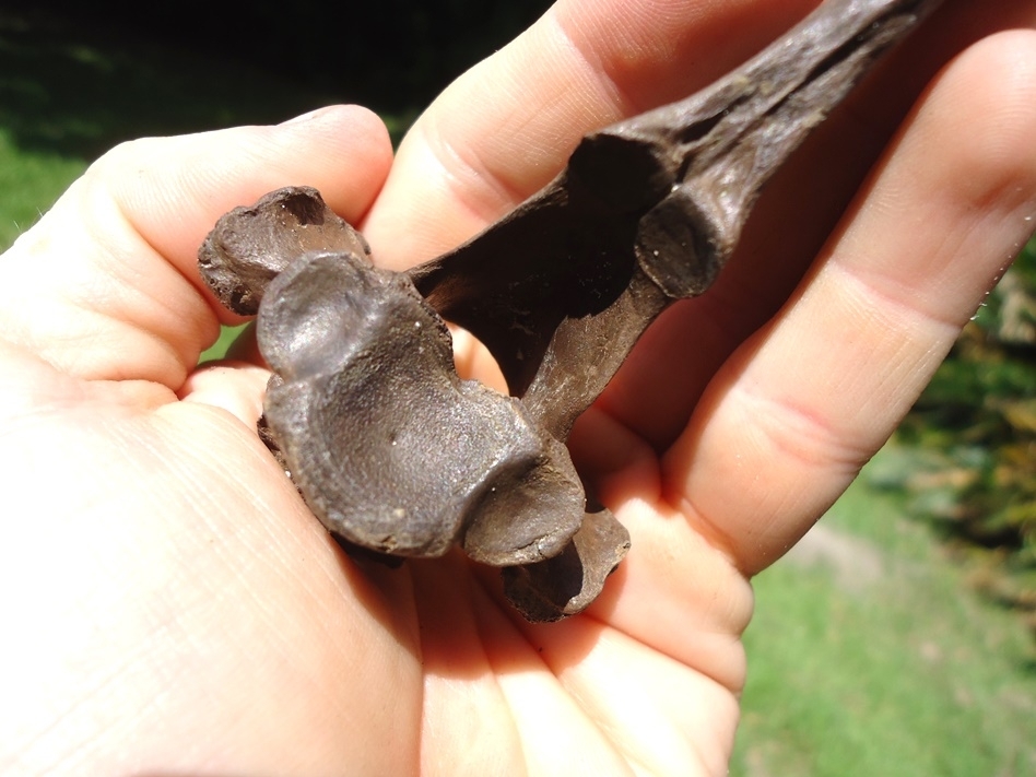 Large image 3 Immaculate Deer Thoracic Vertebra