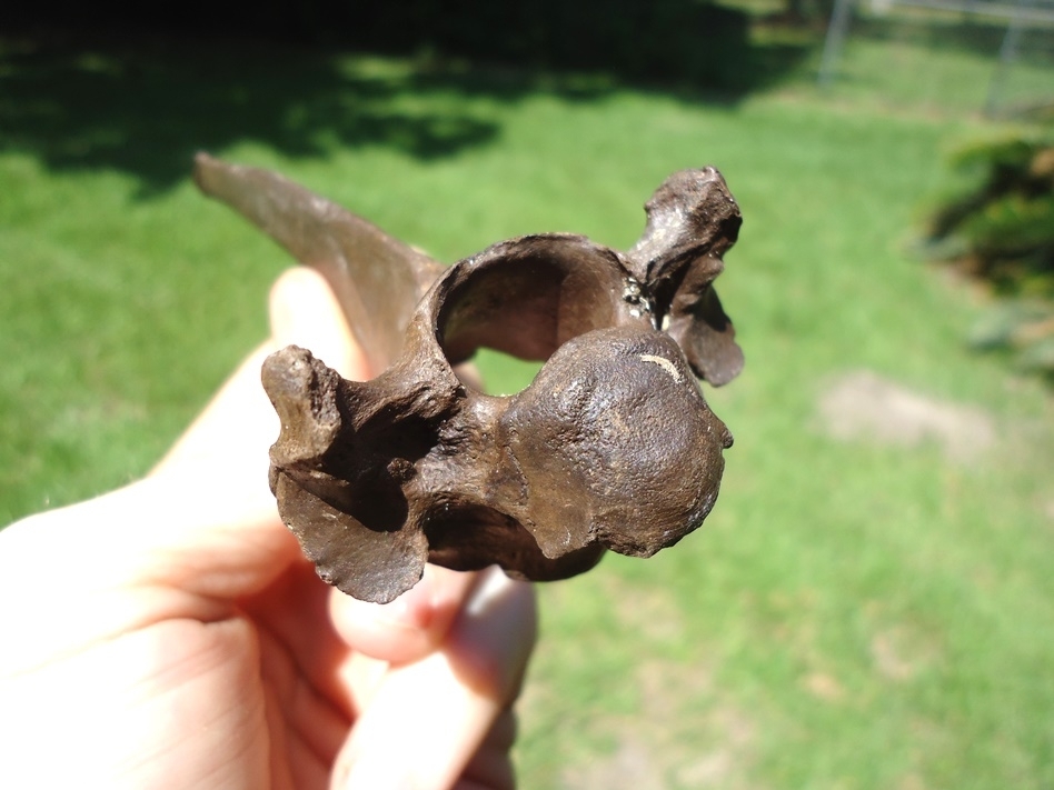 Large image 4 Immaculate Deer Thoracic Vertebra