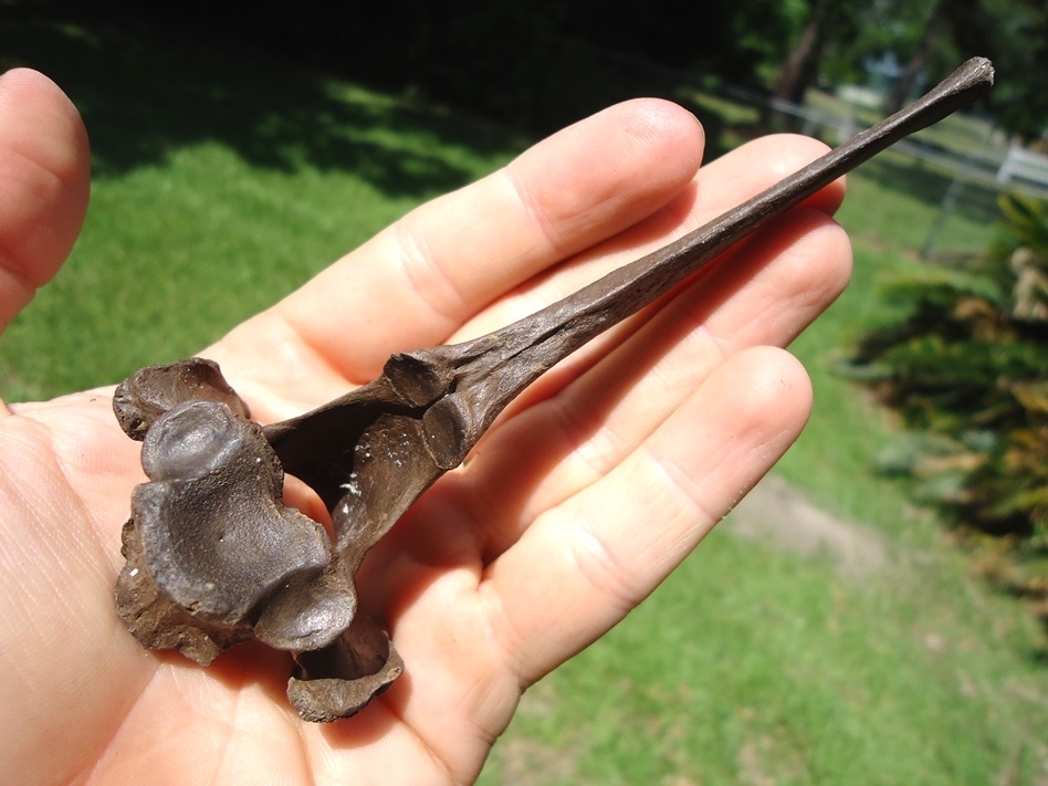 Large image 5 Immaculate Deer Thoracic Vertebra