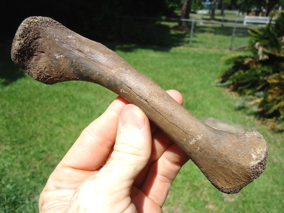 Large image 1 Choice Alligator Humerus