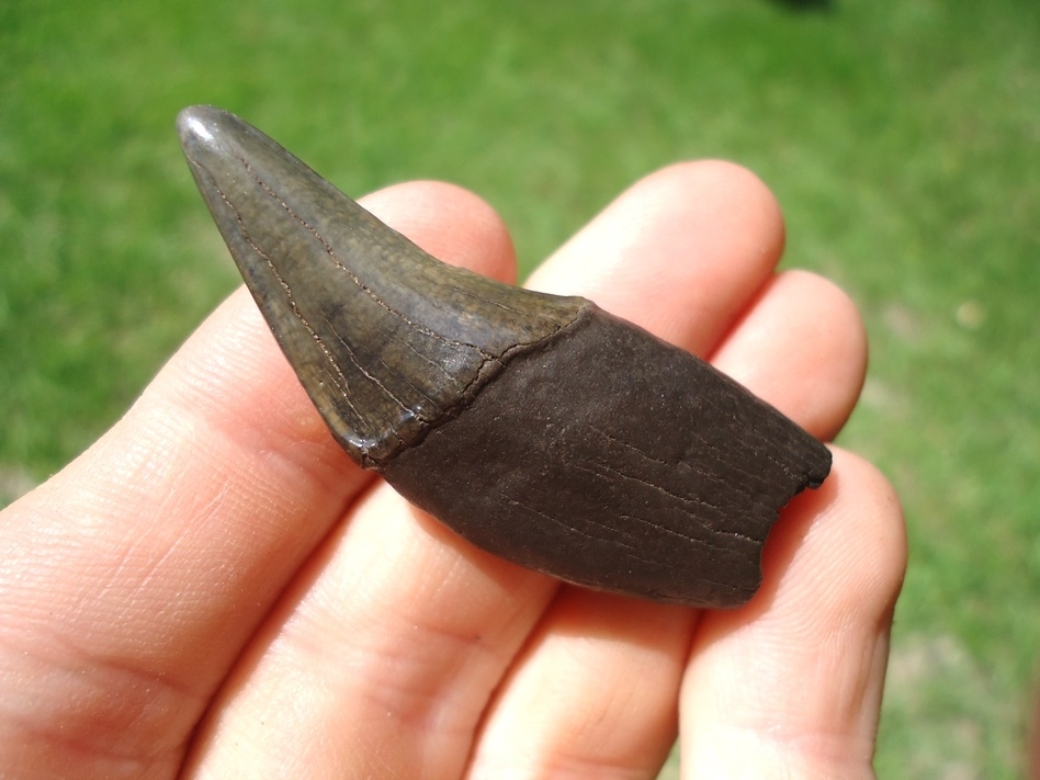 Large image 1 Choice Female Spectacled Bear Canine Tooth