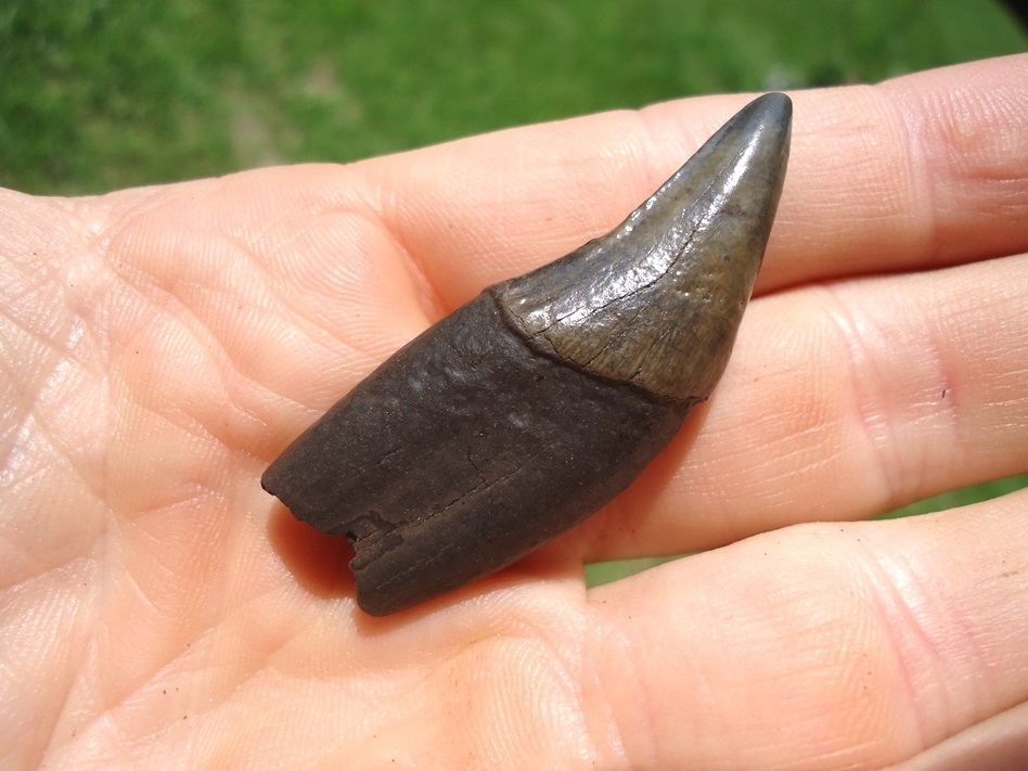 Large image 3 Choice Female Spectacled Bear Canine Tooth