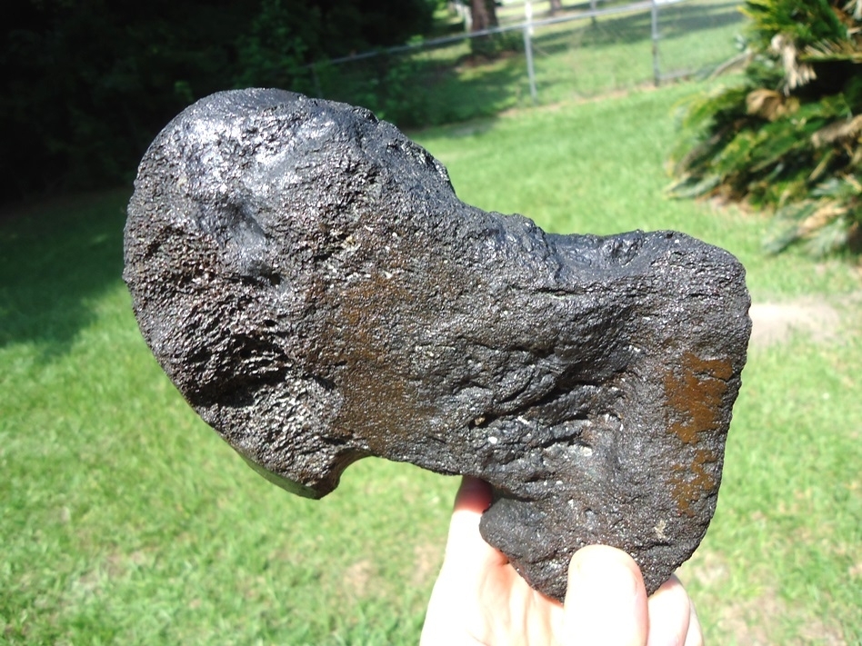 Huge Mammoth Metapodial | Recently Sold | FOSSILS | Prehistoric Florida