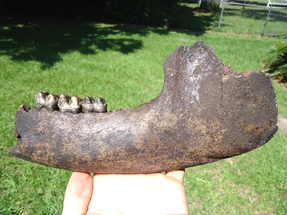 Large image 1 Stunning Tapir Mandible with Pink Algae