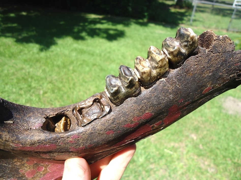 Large image 2 Stunning Tapir Mandible with Pink Algae