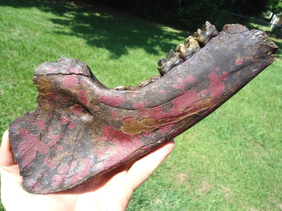 Large image 3 Stunning Tapir Mandible with Pink Algae