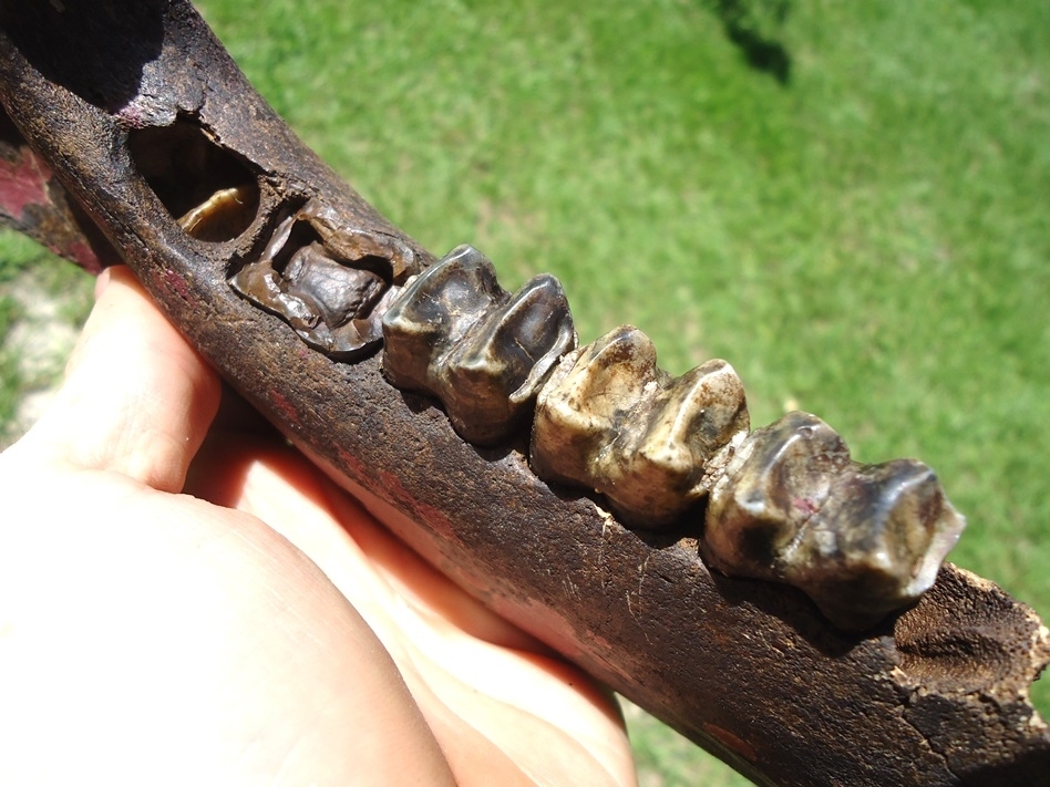 Large image 4 Stunning Tapir Mandible with Pink Algae