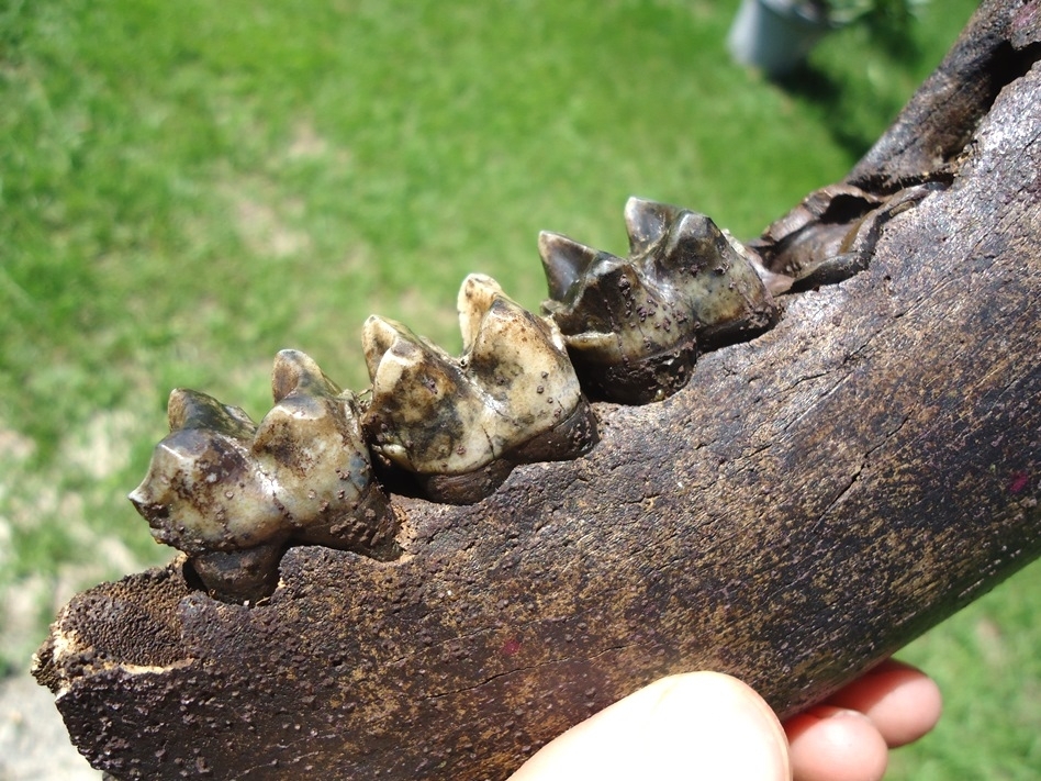 Large image 5 Stunning Tapir Mandible with Pink Algae