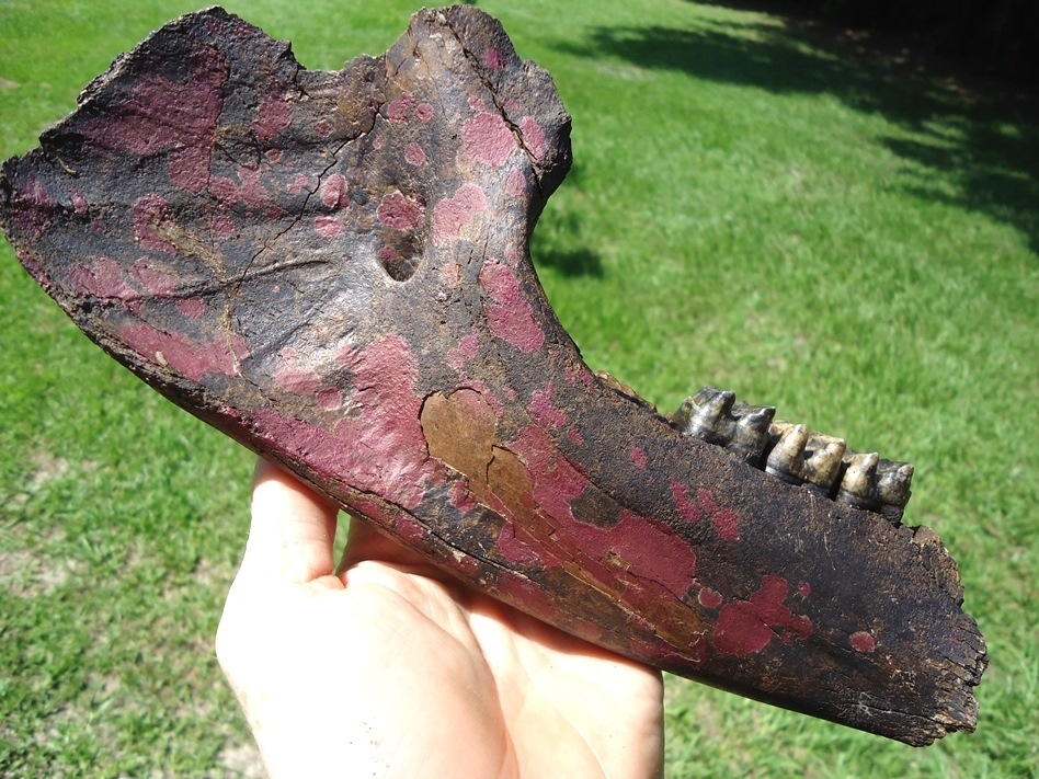 Large image 6 Stunning Tapir Mandible with Pink Algae