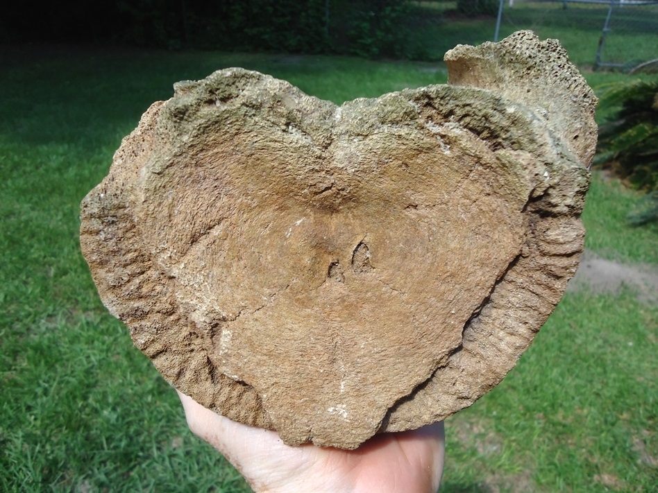 Large image 1 Nice Mammoth Lumbar Vertebra Centrum