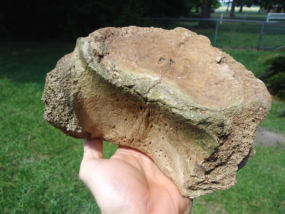 Large image 3 Nice Mammoth Lumbar Vertebra Centrum