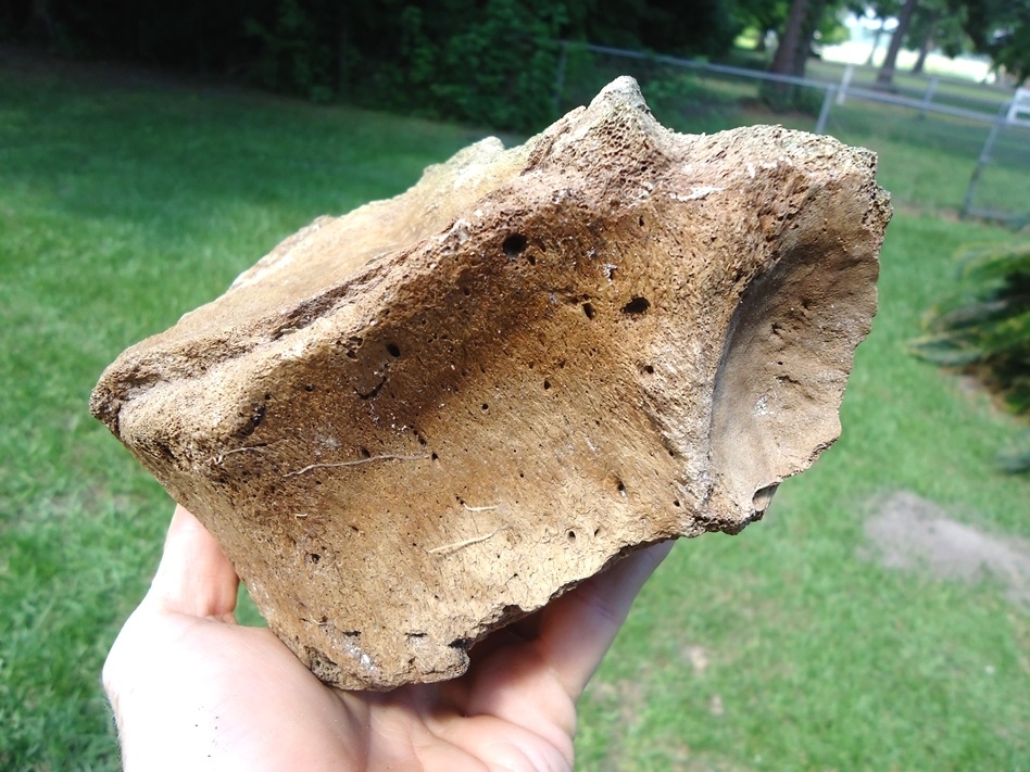 Large image 4 Nice Mammoth Lumbar Vertebra Centrum