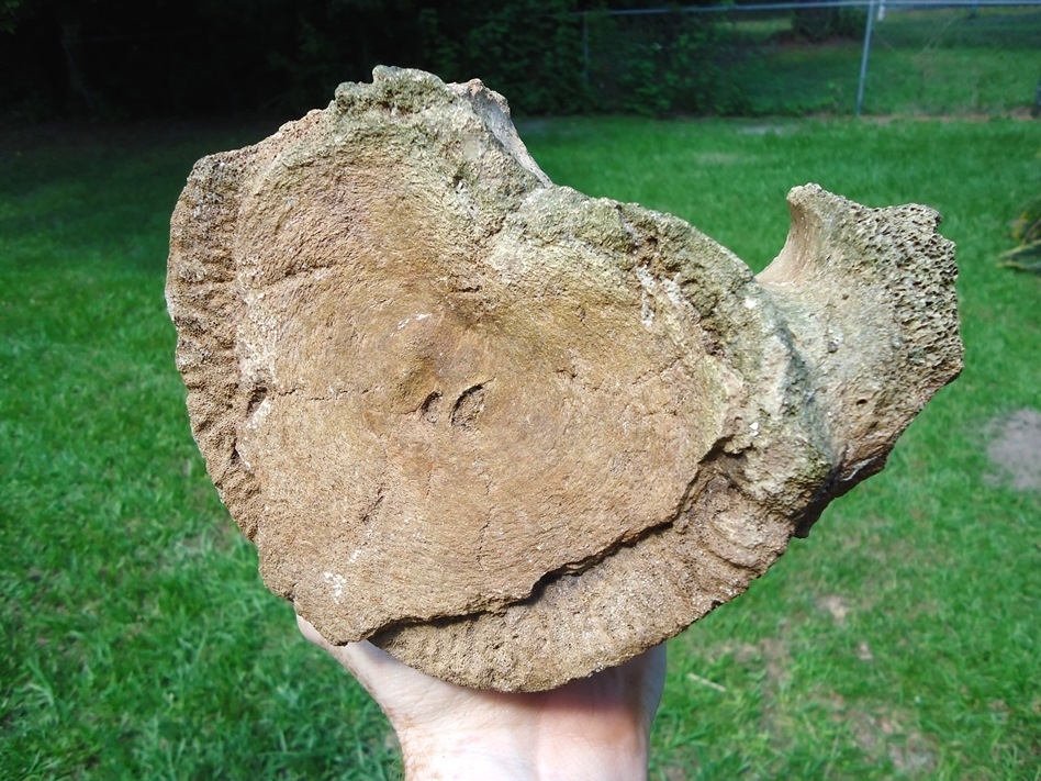 Large image 5 Nice Mammoth Lumbar Vertebra Centrum