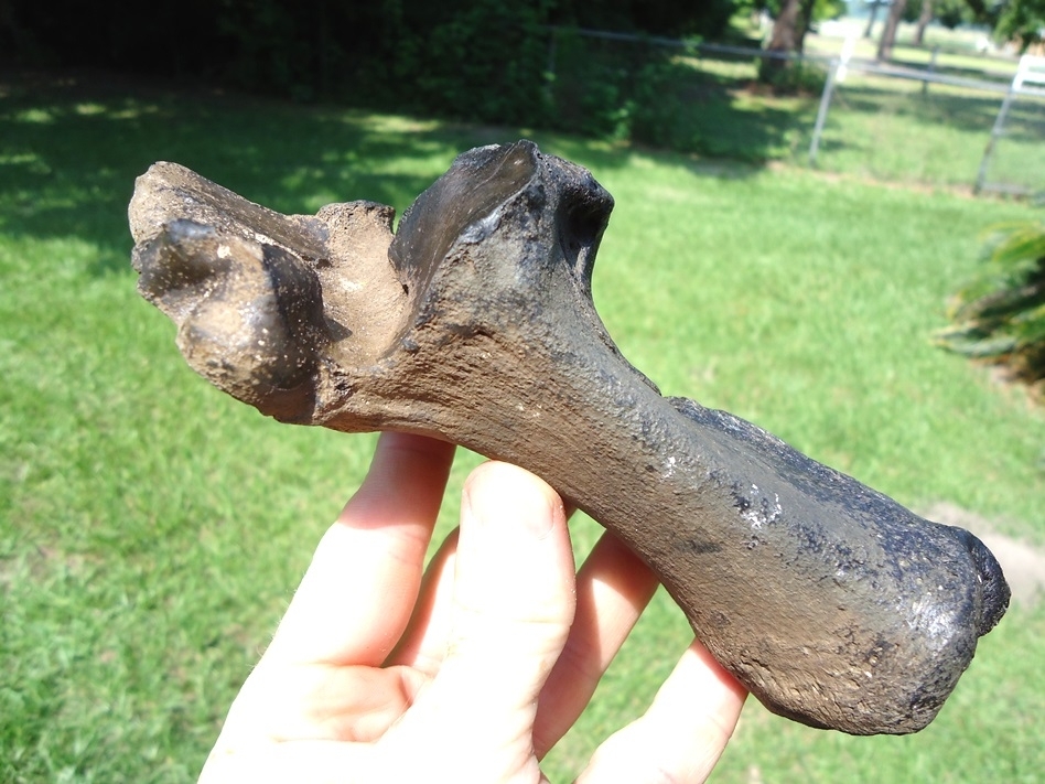 Large image 1 Choice Bison Calcaneum