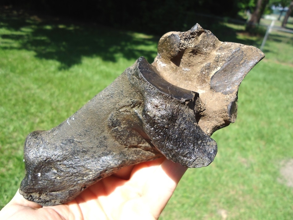 Large image 3 Choice Bison Calcaneum