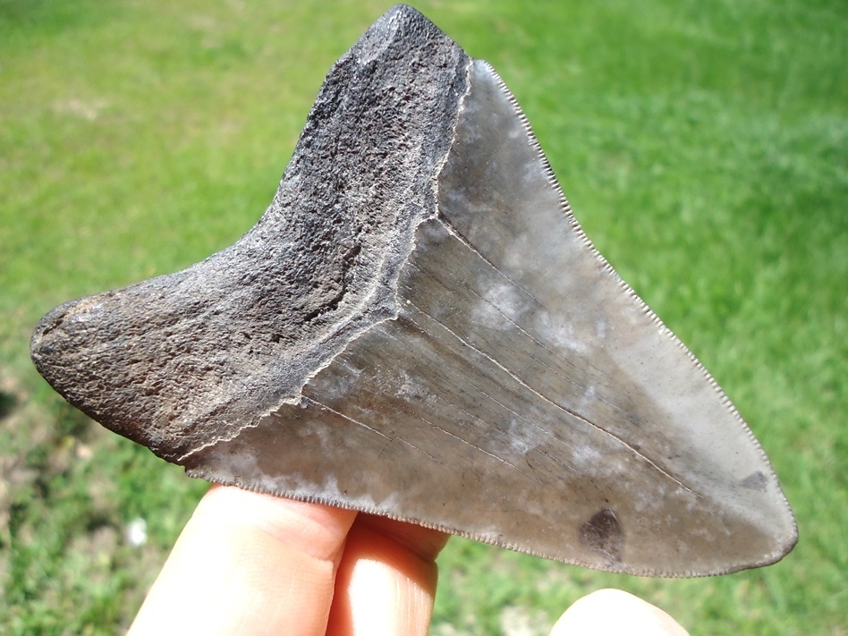 Large image 1 Nice 3.73' Megalodon Shark Tooth