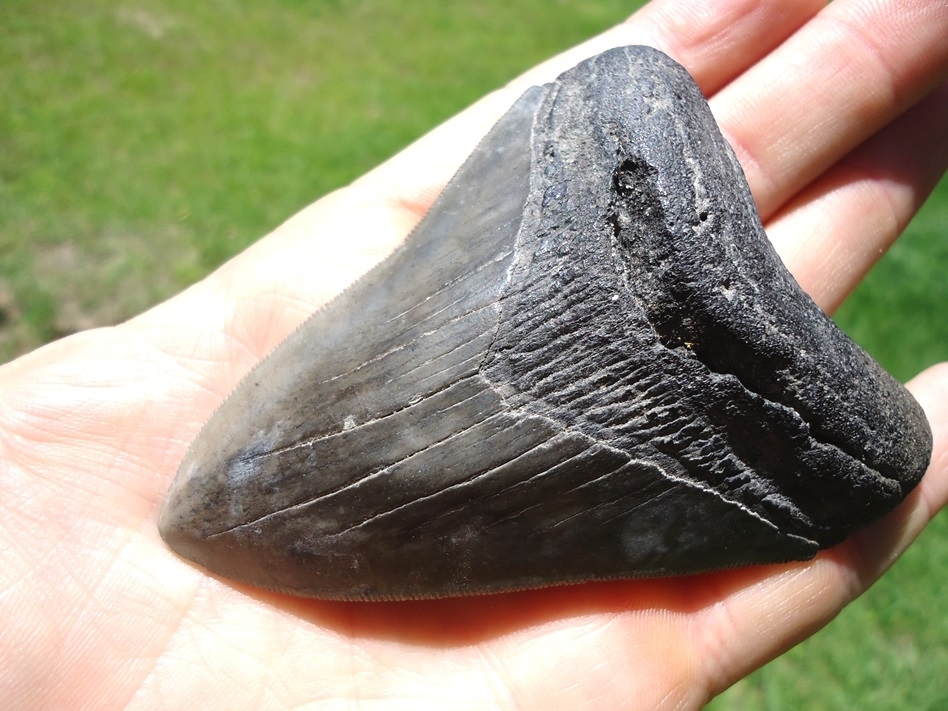 Large image 2 Nice 3.73' Megalodon Shark Tooth