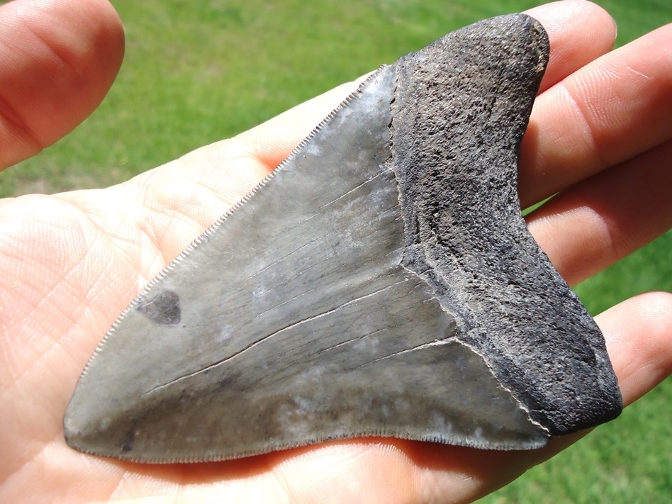 Large image 3 Nice 3.73' Megalodon Shark Tooth