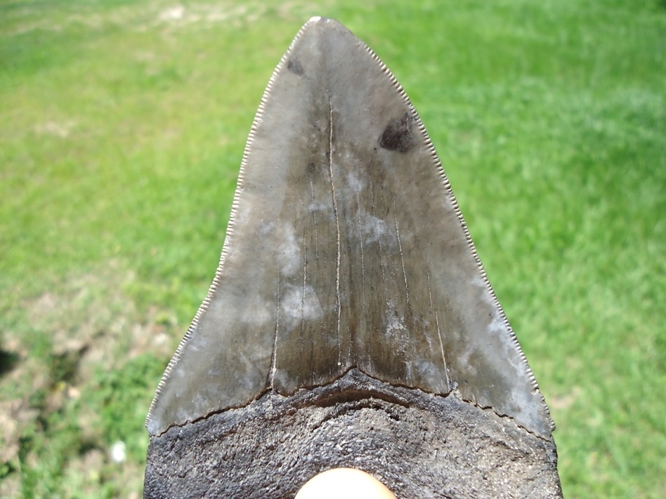 Large image 4 Nice 3.73' Megalodon Shark Tooth