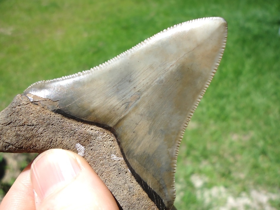 Large image 4 Extremely Nice Megalodon Shark Tooth