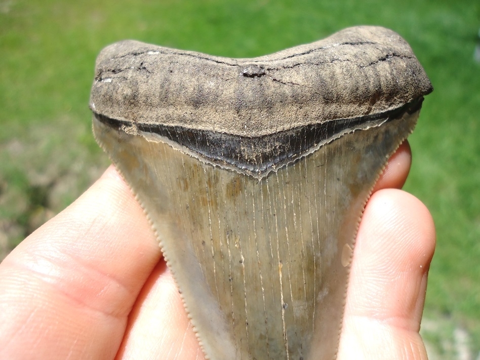 Large image 5 Extremely Nice Megalodon Shark Tooth