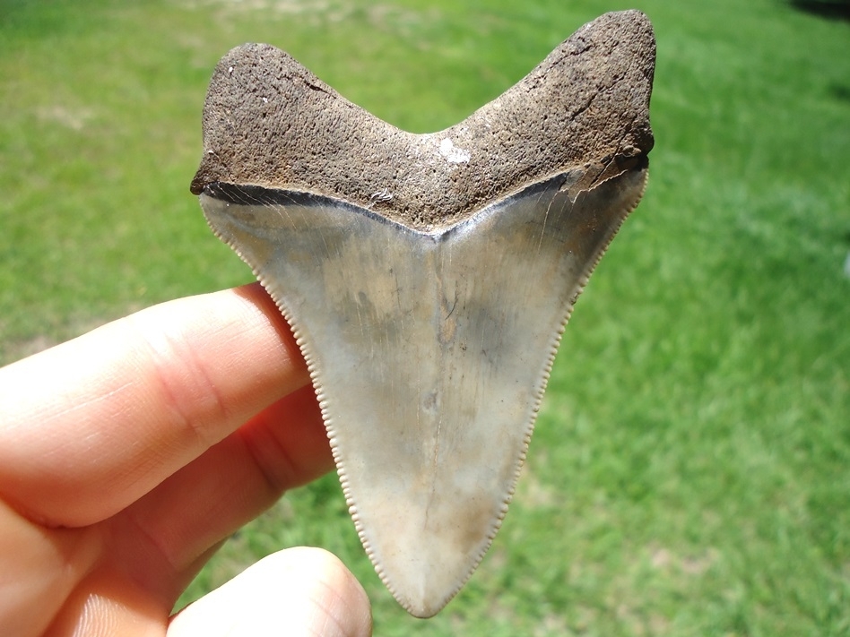 Large image 1 Extremely Nice Megalodon Shark Tooth