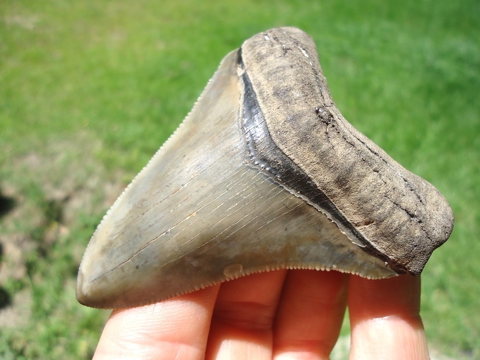 Large image 2 Extremely Nice Megalodon Shark Tooth