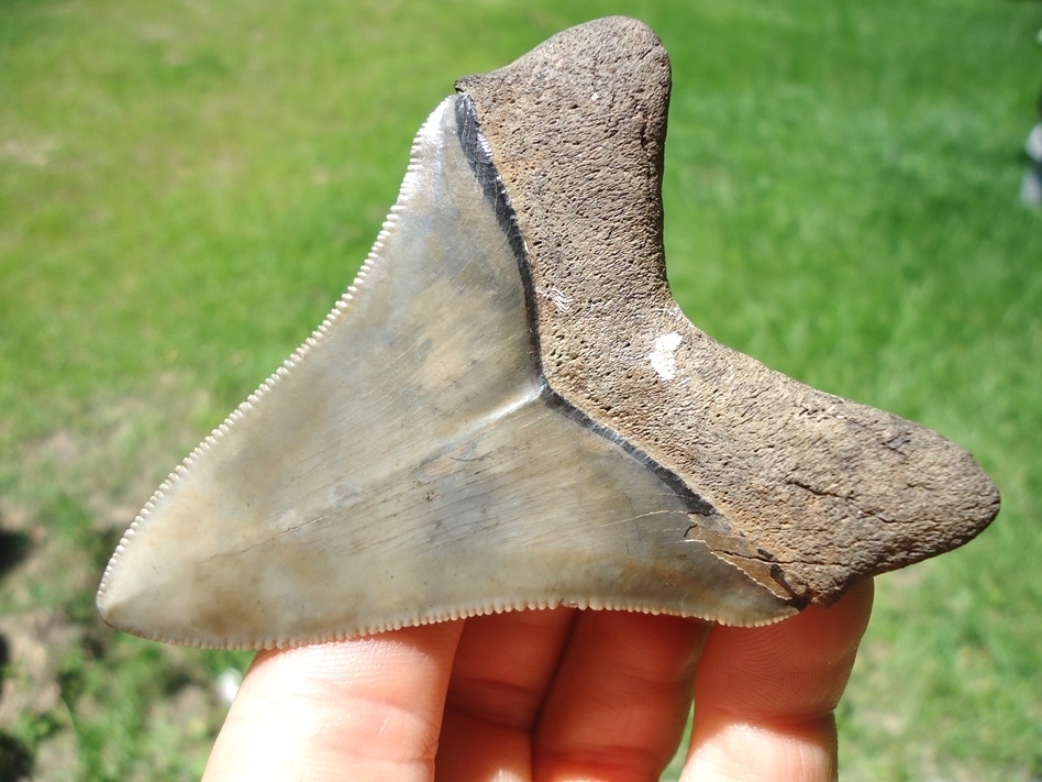 Large image 3 Extremely Nice Megalodon Shark Tooth