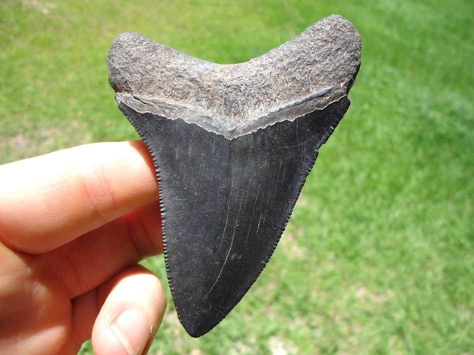 Large image 1 Attractive Jet Black Megalodon Shark Tooth