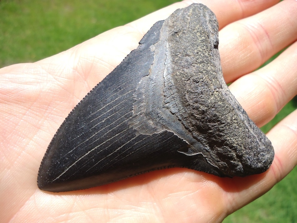 Large image 2 Attractive Jet Black Megalodon Shark Tooth