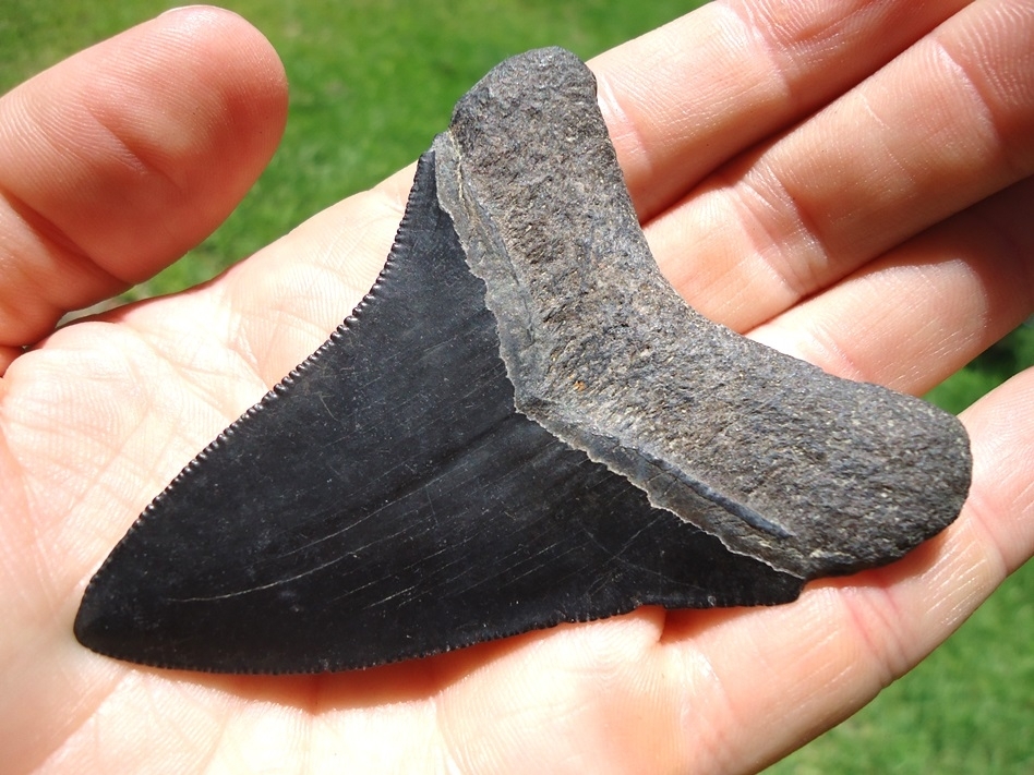 Large image 3 Attractive Jet Black Megalodon Shark Tooth