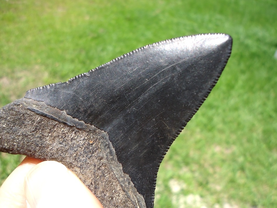 Large image 4 Attractive Jet Black Megalodon Shark Tooth