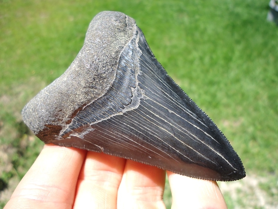 Dagger Lower Jaw Megalodon Shark Tooth | Recently Sold | FOSSILS ...